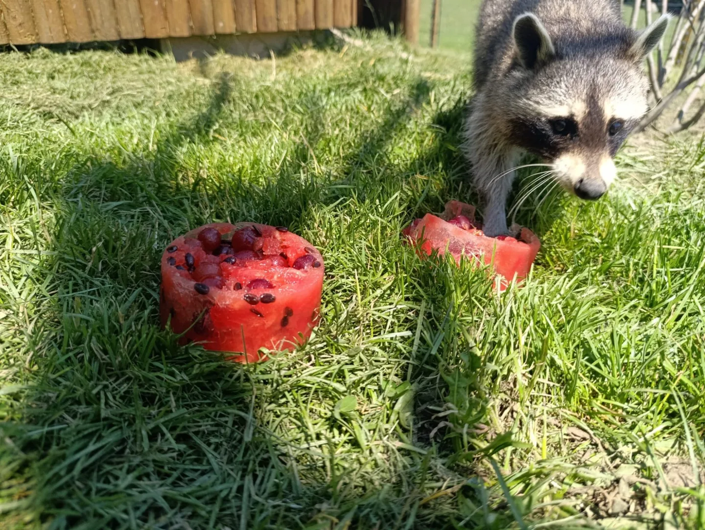 Ledová tříšť i ovocná zmrzlina. Podívejte se, jak v táborské zoo ochlazují zvířata