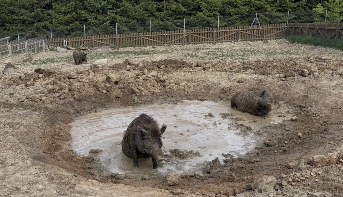 Ledová tříšť i ovocná zmrzlina. Podívejte se, jak v táborské zoo ochlazují zvířata