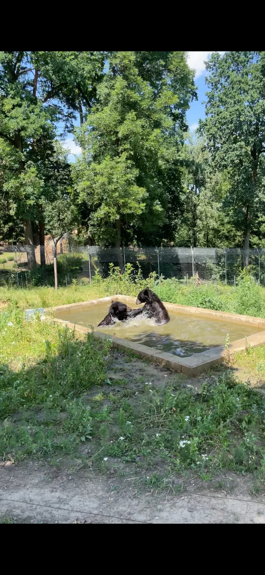 Ledová tříšť i ovocná zmrzlina. Podívejte se, jak v táborské zoo ochlazují zvířata