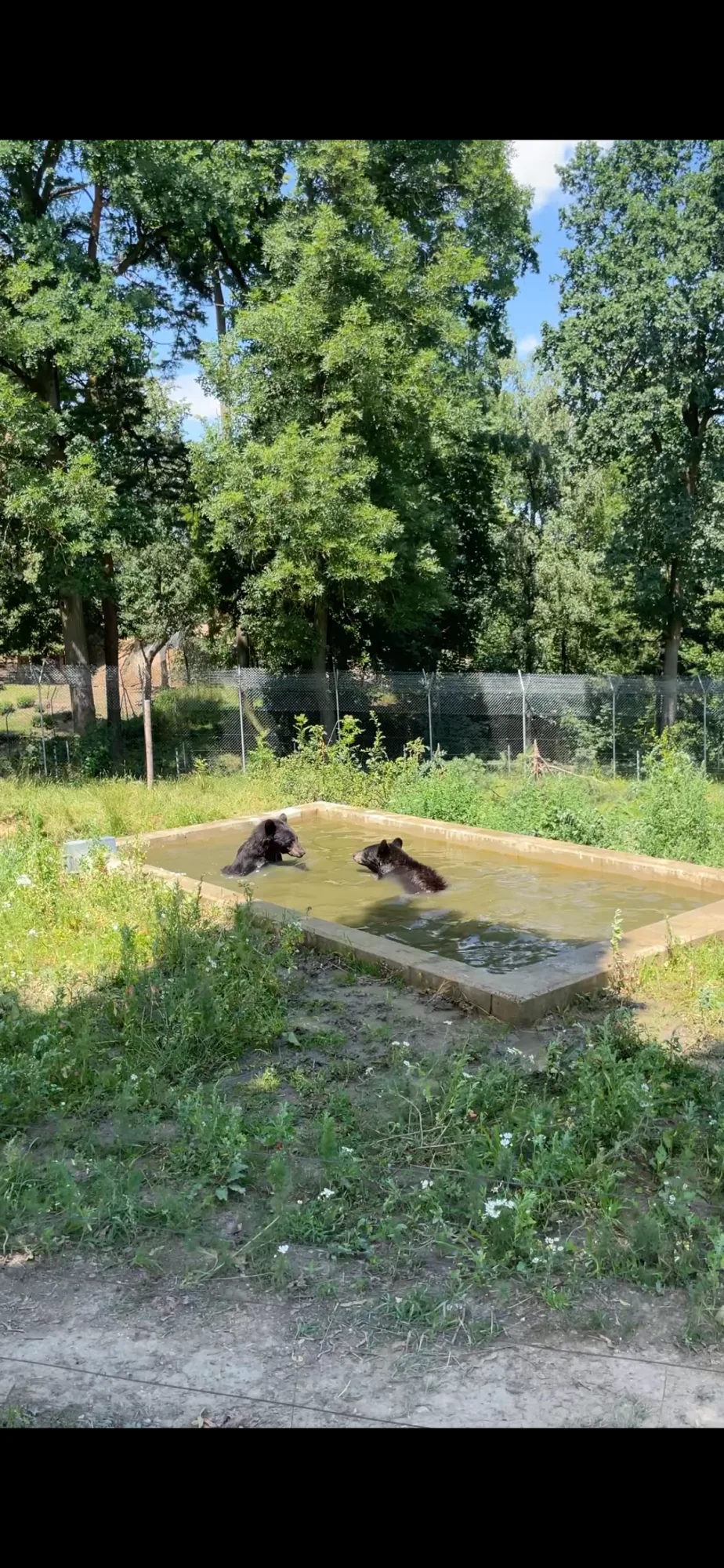 Ledová tříšť i ovocná zmrzlina. Podívejte se, jak v táborské zoo ochlazují zvířata