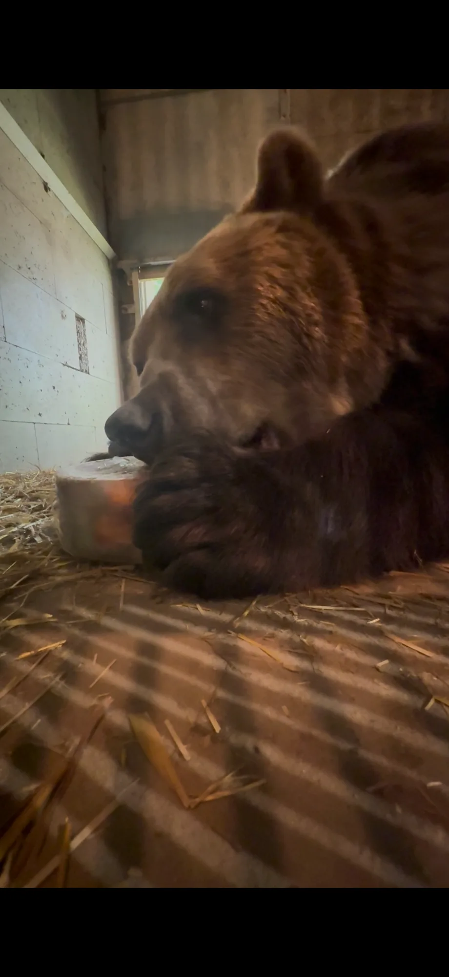 Ledová tříšť i ovocná zmrzlina. Podívejte se, jak v táborské zoo ochlazují zvířata