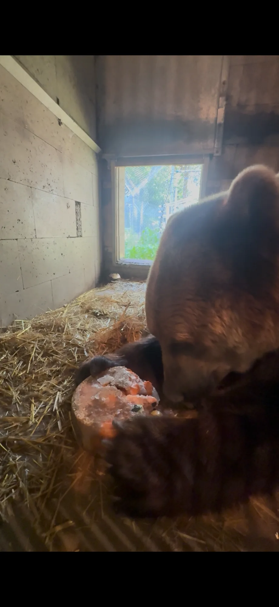 Ledová tříšť i ovocná zmrzlina. Podívejte se, jak v táborské zoo ochlazují zvířata