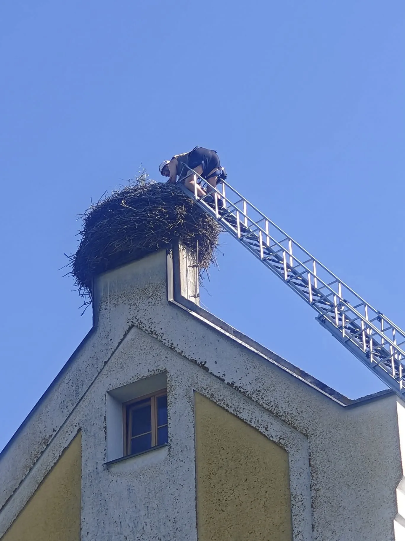 V tropickém vedru okroužkovali čapí mláďata. Pro Černou v Pošumaví šlo o premiéru