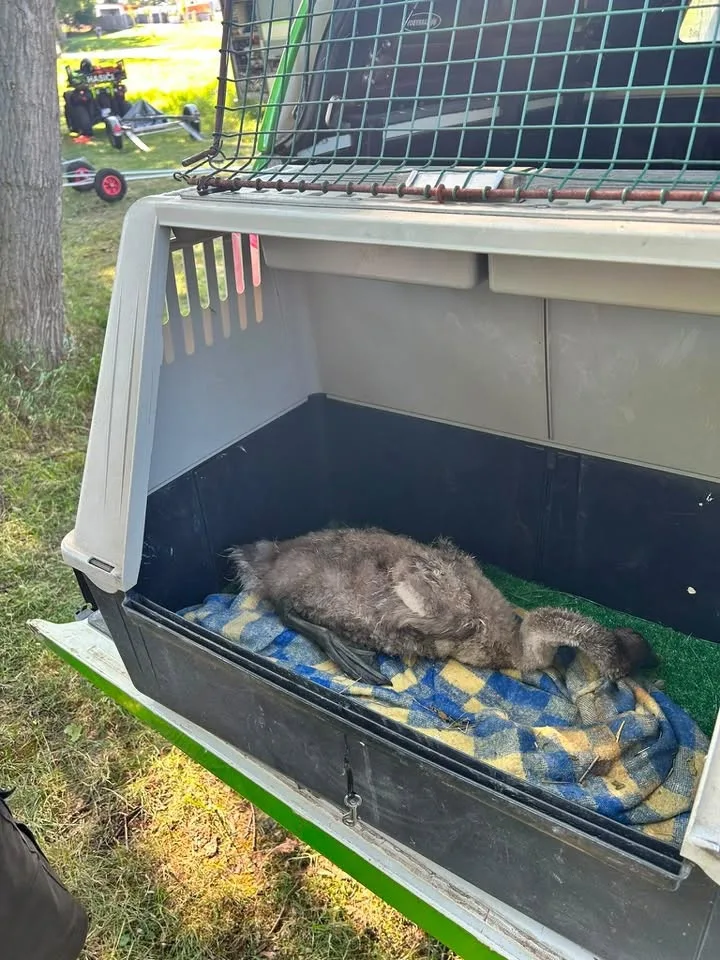 Ze sedmi labuťat zůstala v Litvínovicích jen tři. Jedno zachránila všímavá obyvatelka