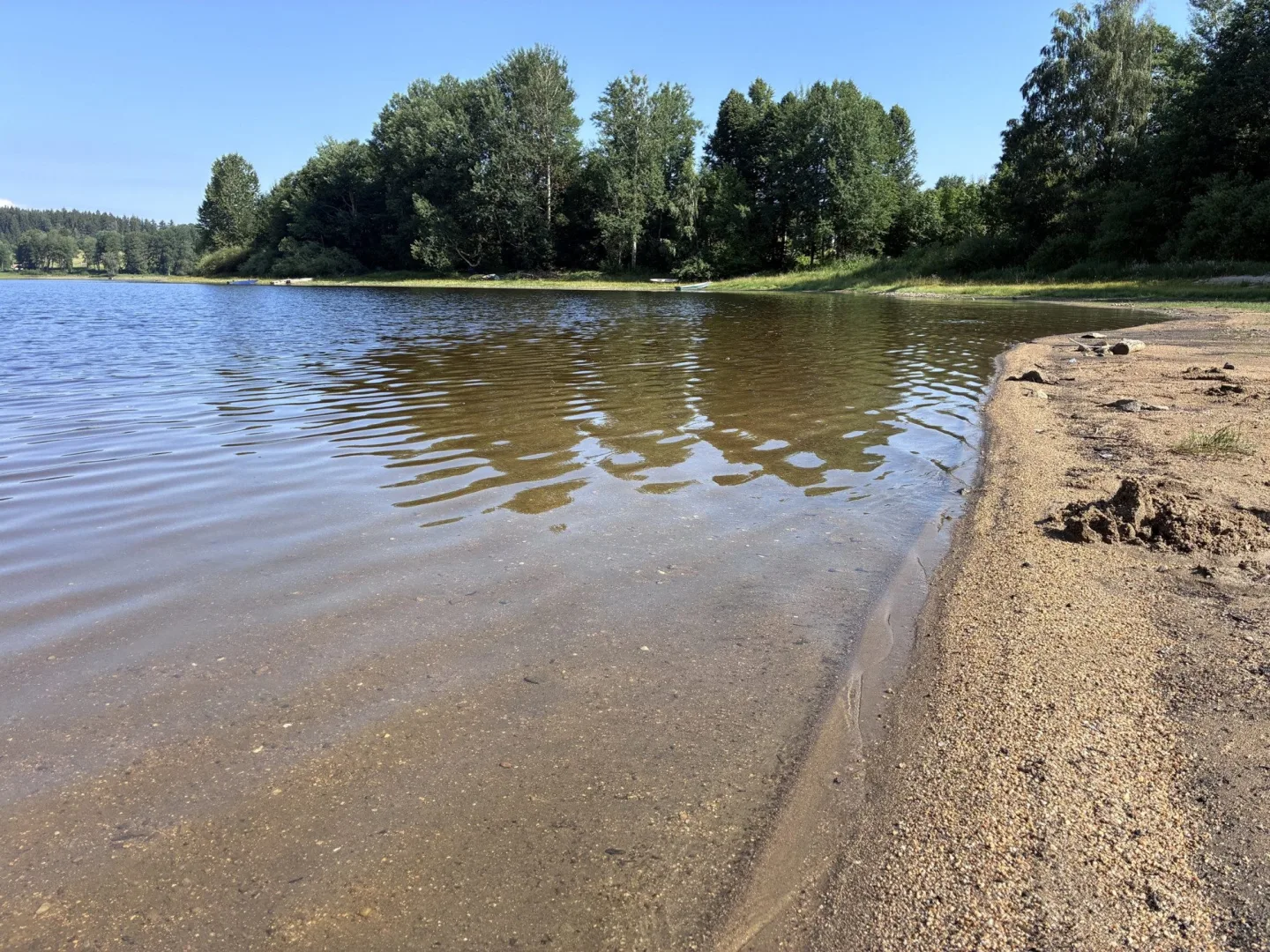 Na Lipně se objevila bochnatka americká. Podivný rosolovitý útvar pobývá jen v čisté vodě