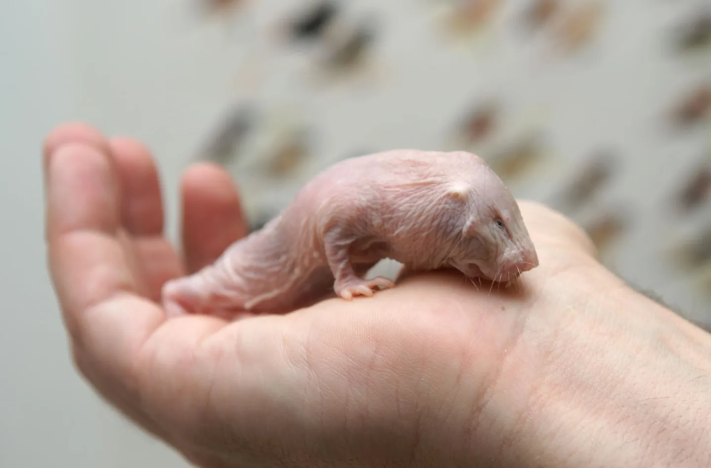 Jediná molekula rozhoduje o tom, kdo se bude rozmnožovat