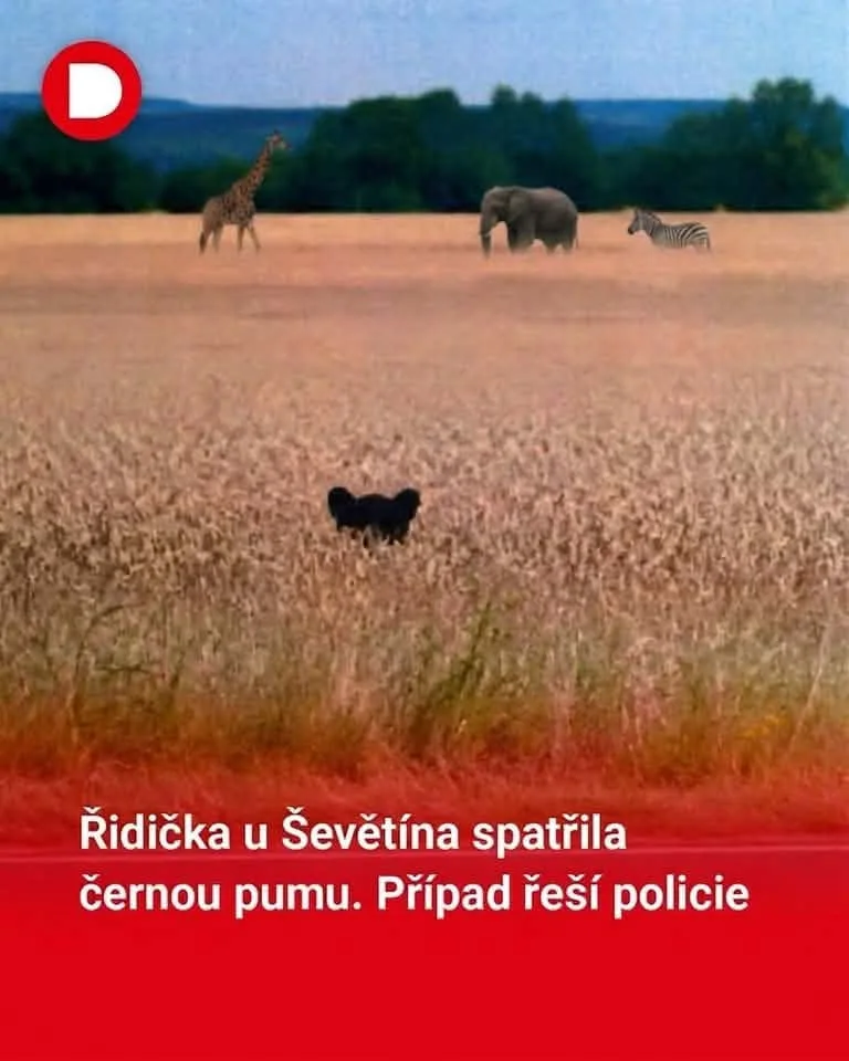 Černý panter rozpoutal na jihu Čech lavinu vtipů. Internet zaplavily humorné koláže
