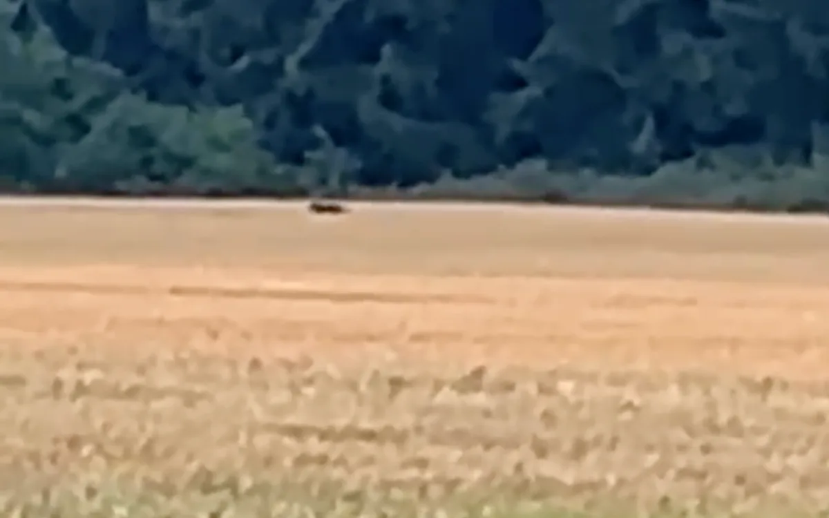 VIDEO: Černý panter znepokojil obyvatele Táborska. Policie prověřuje další hlášení