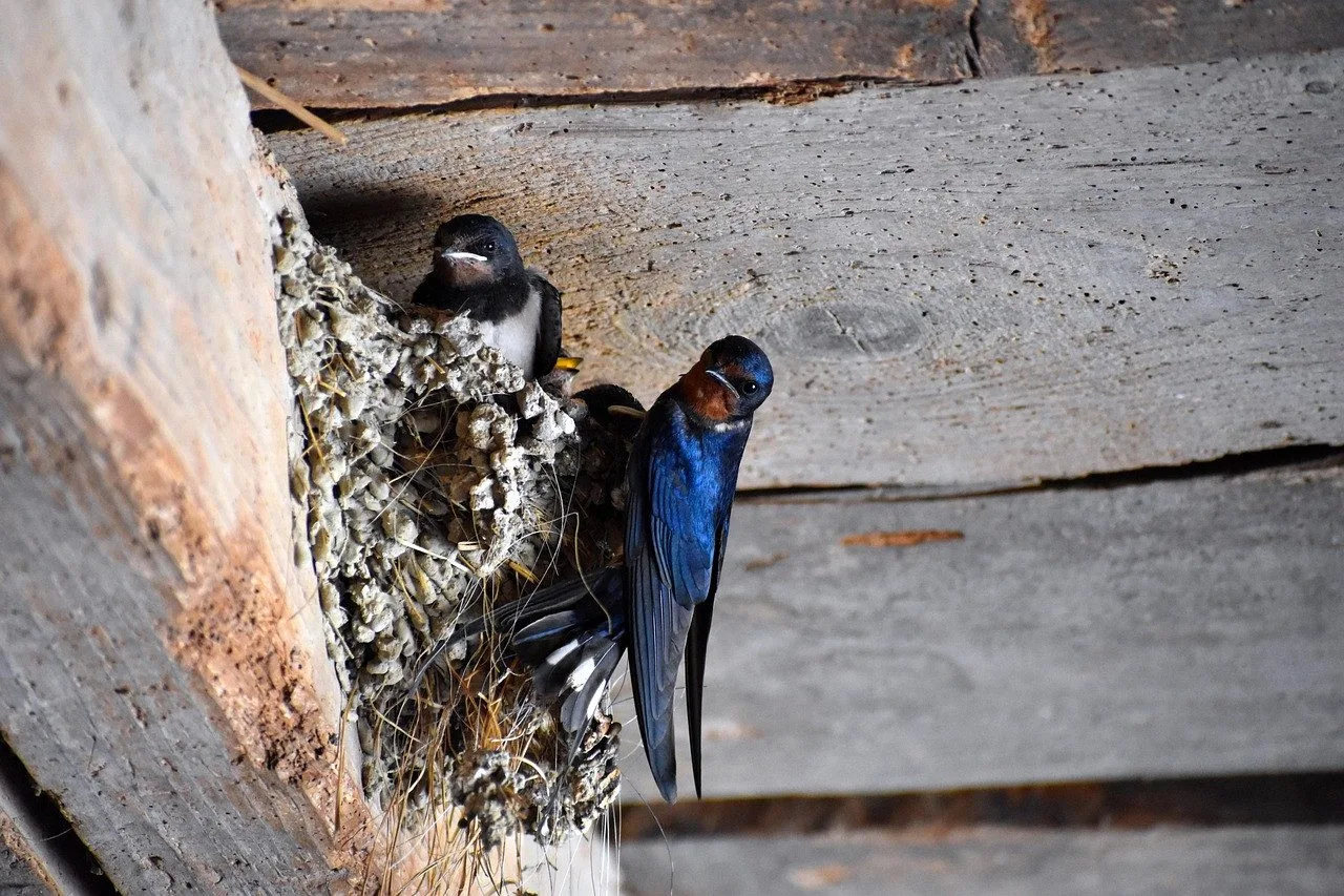 susanneedele-barn-swallow-5346612_1280