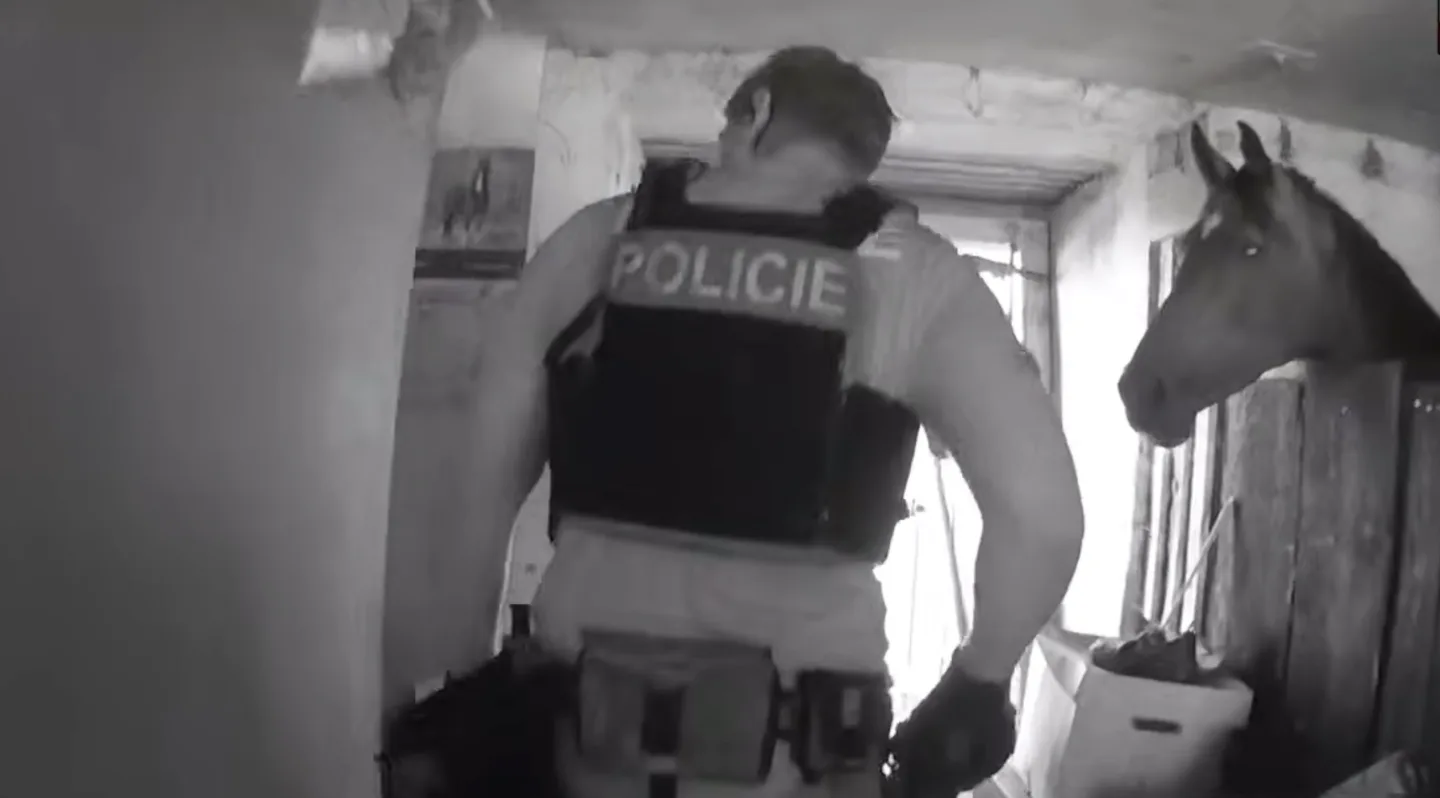 Agresor napadl svou příbuznou. Dojděte si pro mě, dohadoval se skrytý u koní