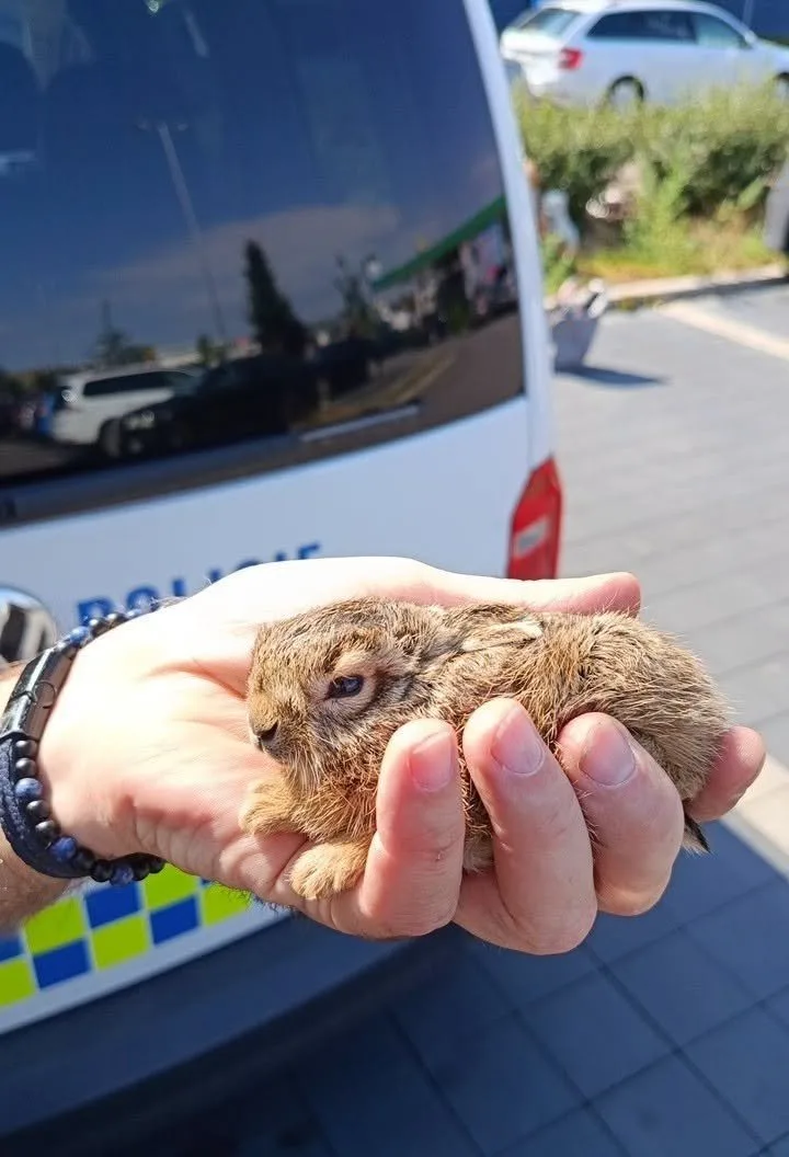 Králík, papoušek i netopýr. Odchytáři městské policie mají o prázdninách napilno
