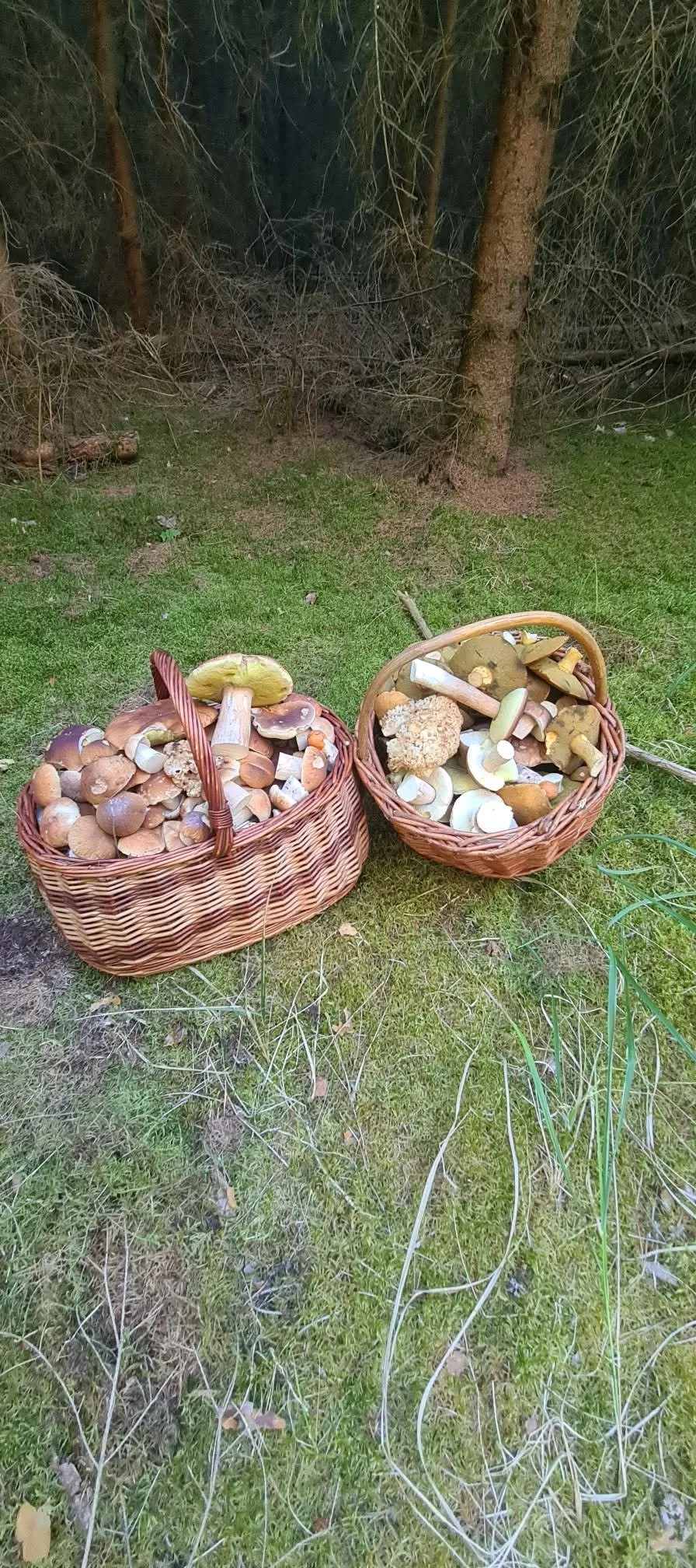 Houbaři vytáhli košíky. Na jihu Čech hlásí velké úlovky
