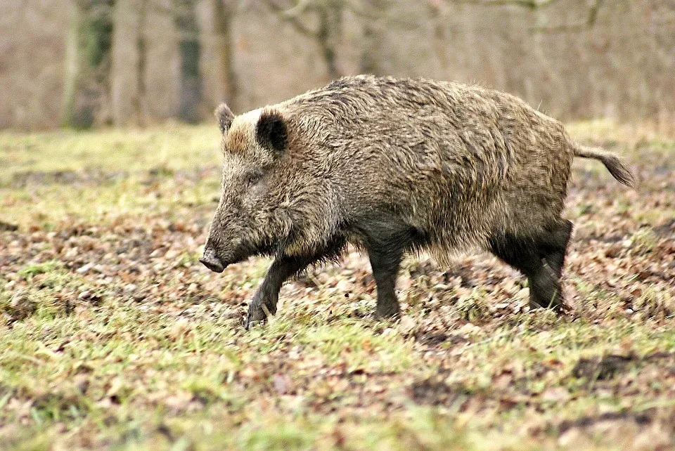 Na jihu Čech je nejvíc zvěře za deset let. Přibyli hlavně divočáci
