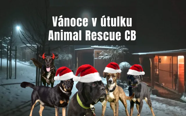 Vánoce v útulku Animal Rescue v ČB