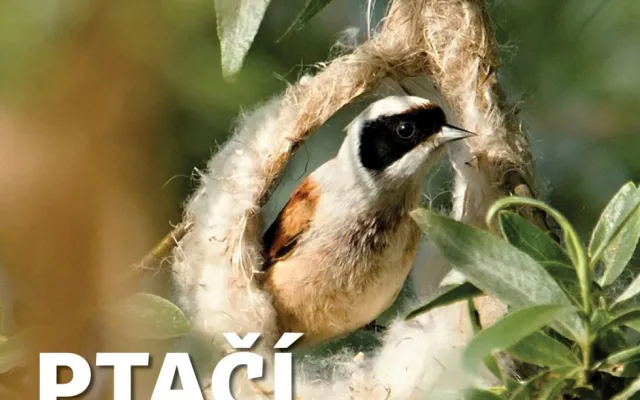 Výstava Ptačí stavitelé