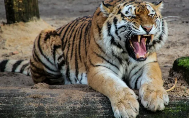 Za vysvědčení do Zoo Tábor