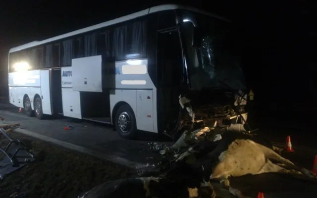 Po srážce autobusu se stádem krav byli u Krasejovky čtyři lidé zraněni, devět zvířat zemřelo
