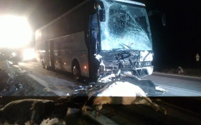 Po srážce autobusu se stádem krav byli u Krasejovky čtyři lidé zraněni, devět zvířat zemřelo