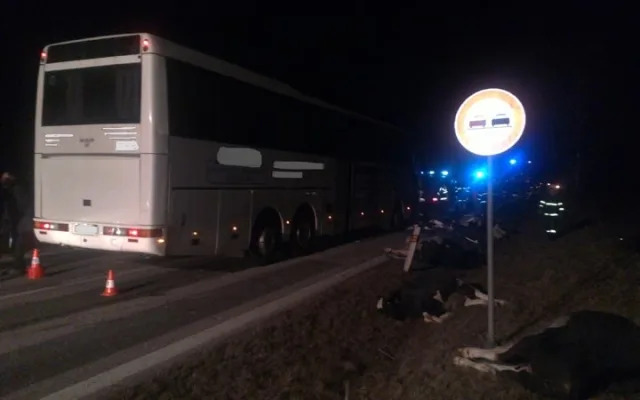 Po srážce autobusu se stádem krav byli u Krasejovky čtyři lidé zraněni, devět zvířat zemřelo