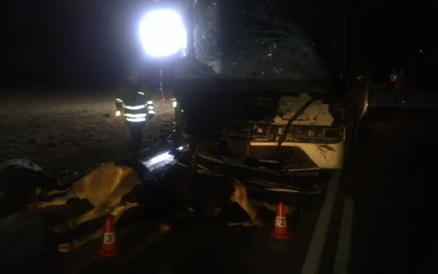 Po srážce autobusu se stádem krav byli u Krasejovky čtyři lidé zraněni, devět zvířat zemřelo