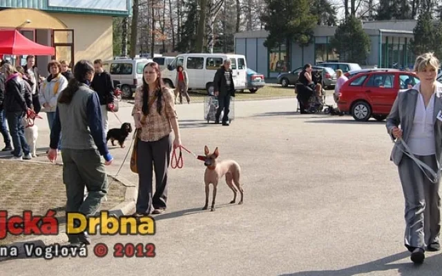 Oblastní výstava psů v Českých Budějovicích