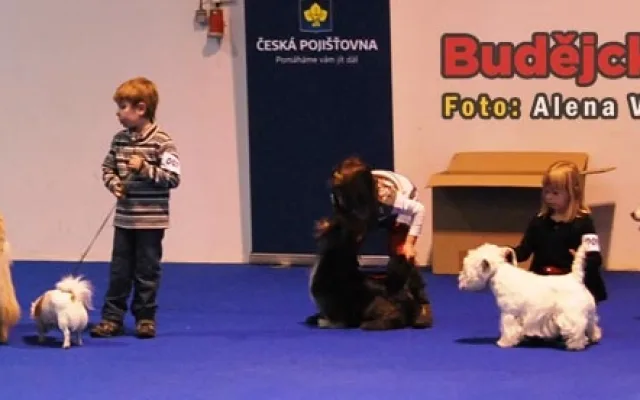 Oblastní výstava psů v Českých Budějovicích