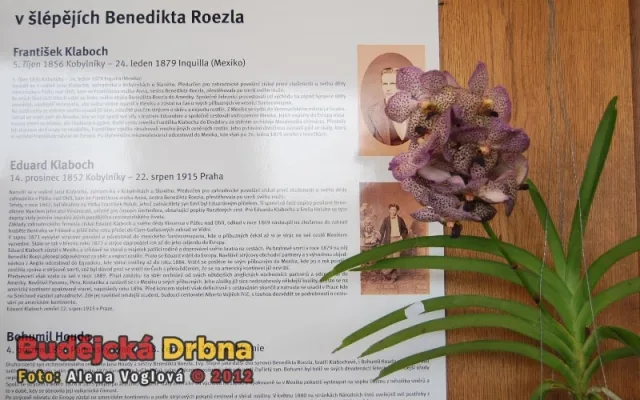 Výstava orchidejí v DK Metropol