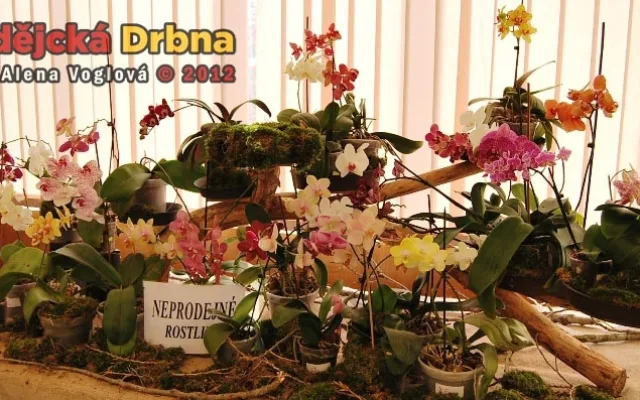 Výstava orchidejí v DK Metropol