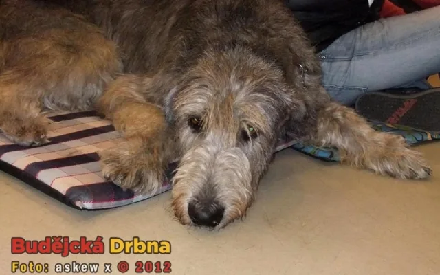 Výstavní odpočinek vlkodava