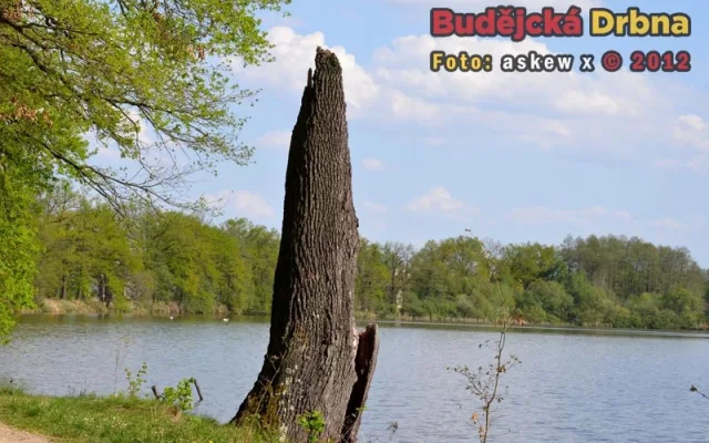 Přírodní rezervace Vrbenské rybníky