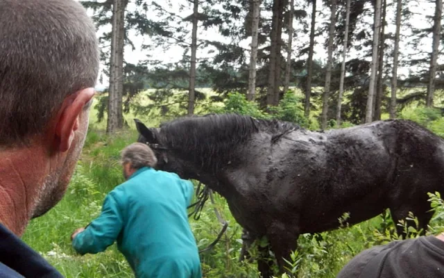 Kůň zapadl do bahna u Starých Hutí