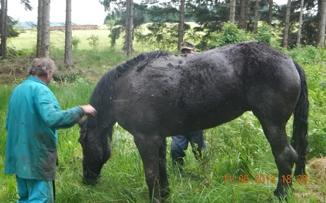 Kůň zapadl do bahna u Starých Hutí