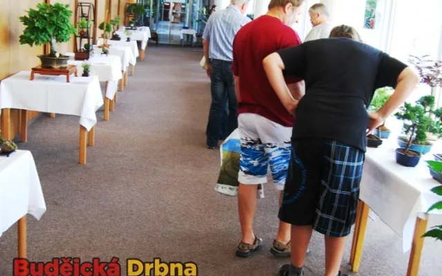 Na výstavě bylo možné si zakoupit jak bonsaje, tak různé sukulenty