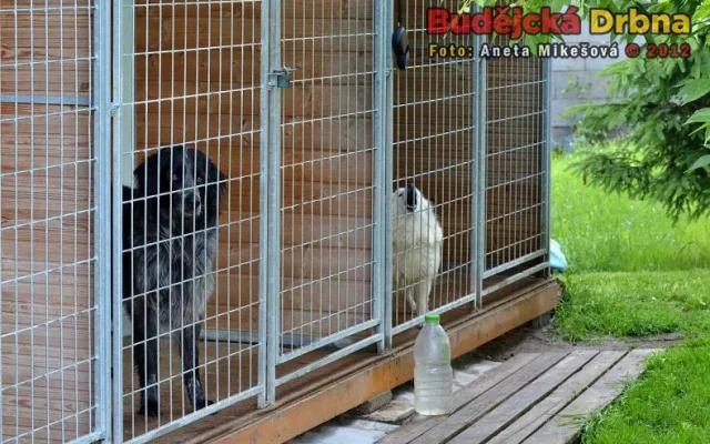 Animal Rescue