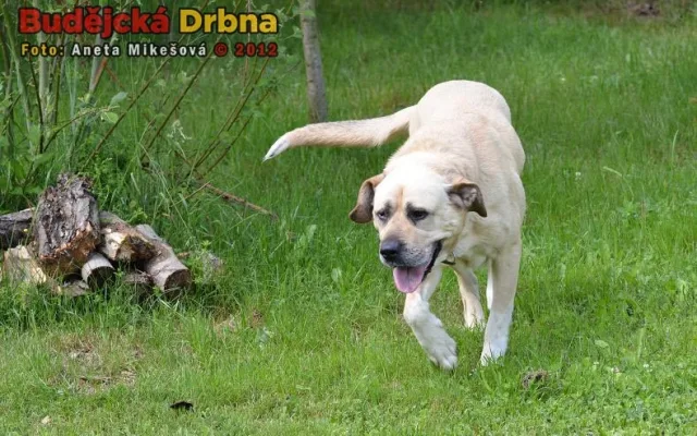 Animal Rescue