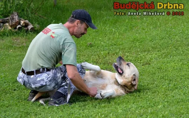 Animal Rescue