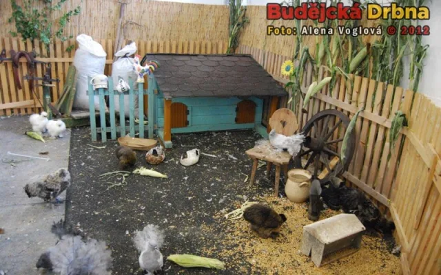 Výstava holubího království