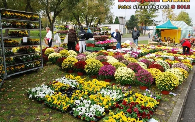 Podzimní kvítí rozjasňovalo pošmourný den