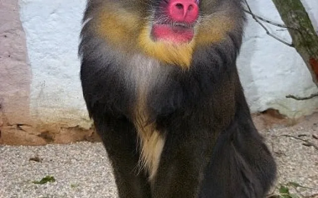 Mandril