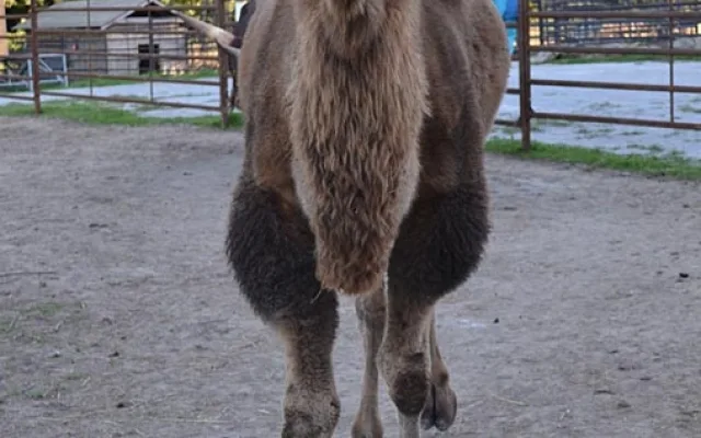 Velbloud