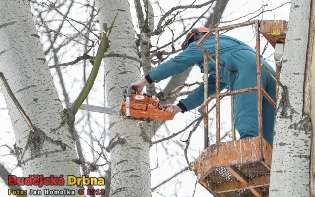 Kácení topolů v parku Na Dlouhé louce