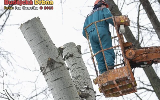 Kácení topolů v parku Na Dlouhé louce