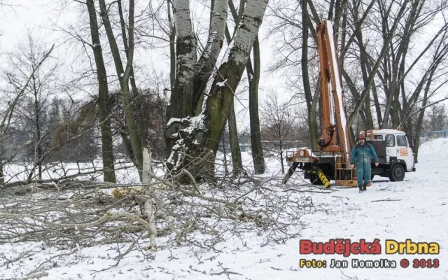 Kácení topolů v parku Na Dlouhé louce