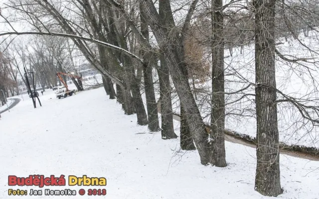 Kácení topolů v parku Na Dlouhé louce