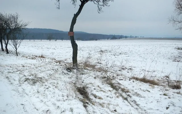 Strom, do kterého narazila žlutá sanitka