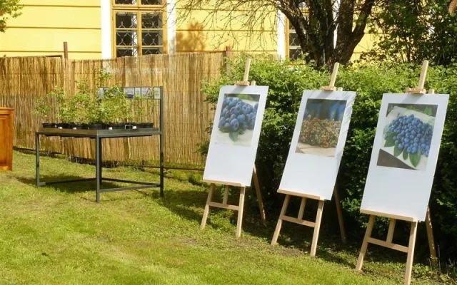 Výstava borůvkových fotografií