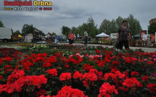 Všude spousta rozkvetlých květin
