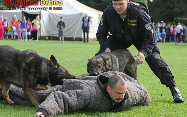 Zásah policejních psů