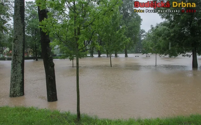 Plav plave