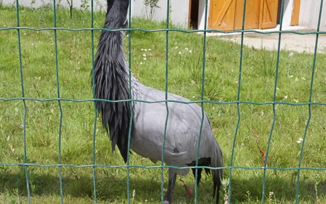 Jeden z prvních obyvatel nového areálu Zoo Ohrada - panenský jeřáb
